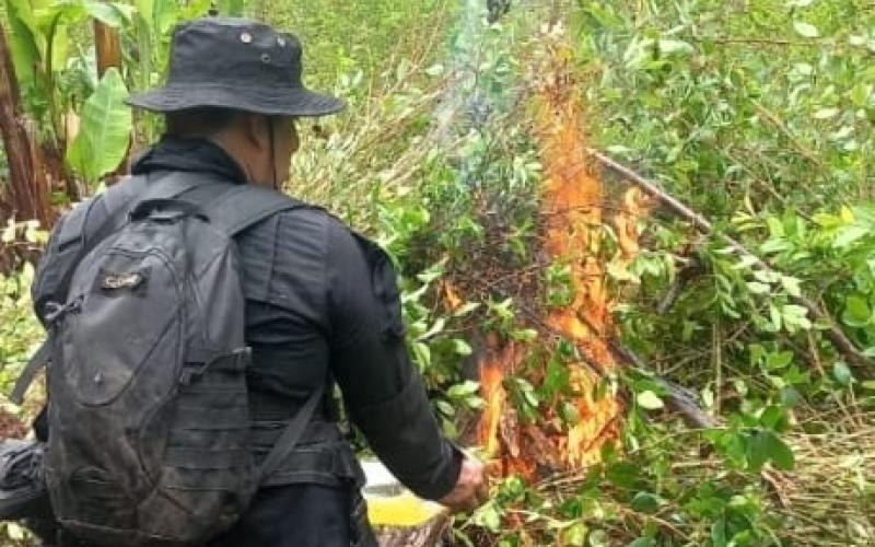 Erradican plantaciones de arbustos de hoja de coca valorados en más de Q4 millones