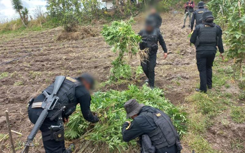 PNC erradica matas  de marihuana valoradas en Q22 millones