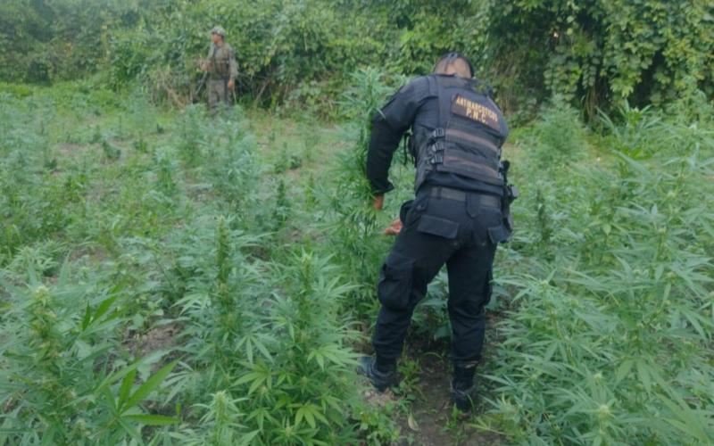 Erradican 48 mil matas de marihuana