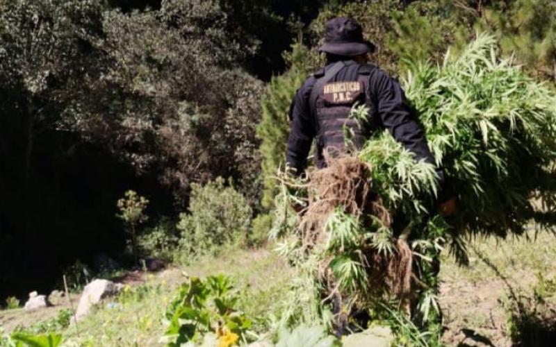 Erradican en Huehuetenango más de 22 mil matas de marihuana