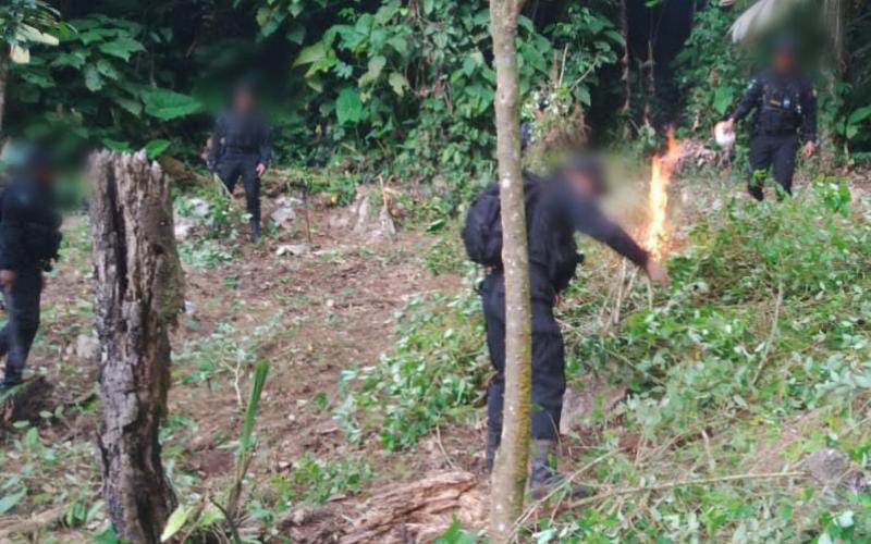 Erradican más de 163 mil arbustos de hoja de coca en Petén