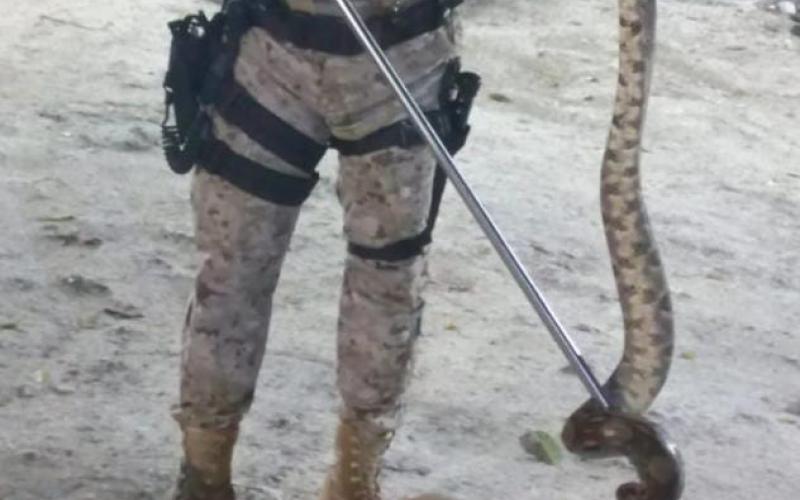 Diprona rescata una serpiente en Melchor de Mencos, Petén