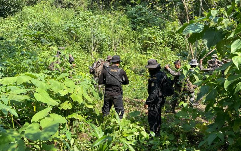 Erradican arbustos de hoja de coca valorados en Q81mil