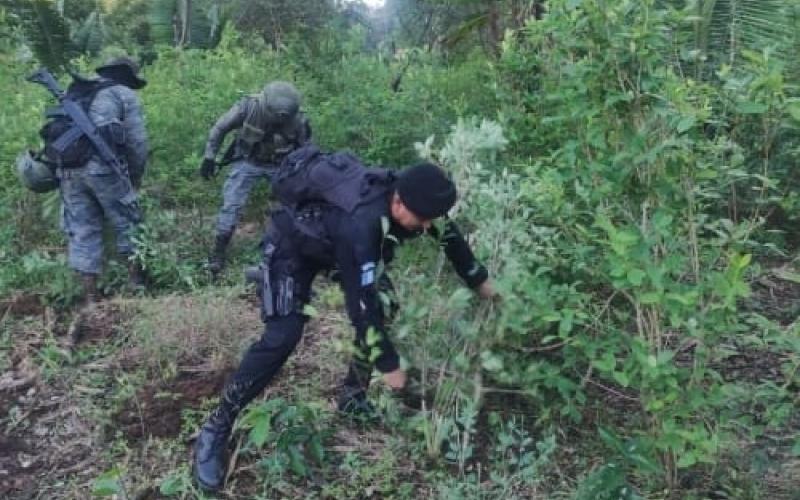 Destruyen más de 366 mil arbustos de hoja de coca y narcolaboratorio artesanal en Alta Verapaz