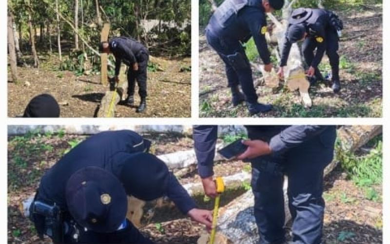 Capturan a 10 personas por usurpación y tala ilegal en área municipal
