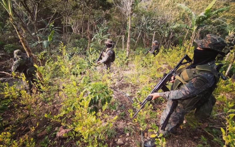 Ejército localiza plantación de hoja de coca en Chiquimula.