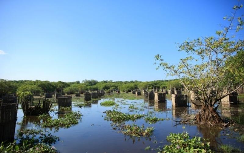 Pobladores restauran ecosistemas de manglares en Santa Rosa 