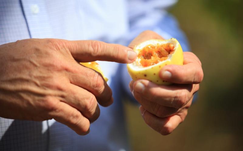 Jutiapa busca mejorar la producción de Maracuyá 