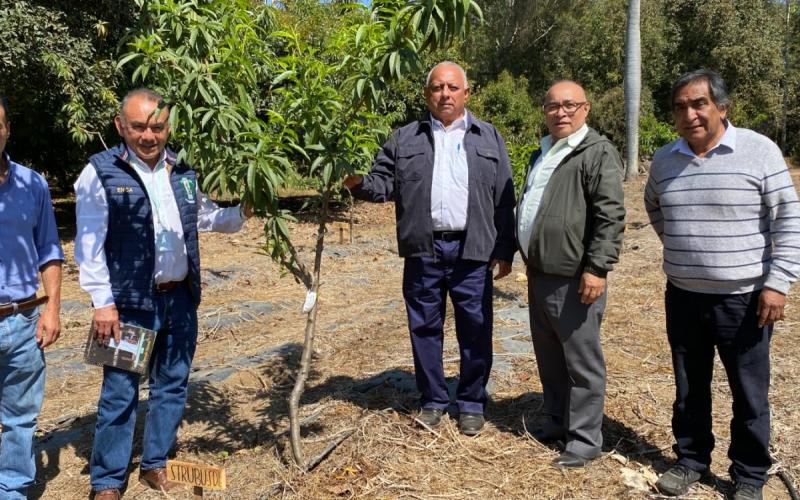 Impulsan nuevas variedades de melocotón en Guatemala 