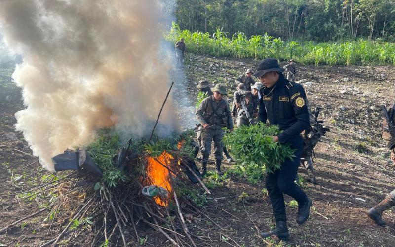 Erradicaciones de plantaciones ilícitas suman más de Q263 millones