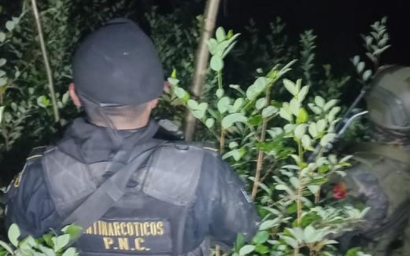 Erradican plantación de arbustos de hoja de coca en Alta Verapaz