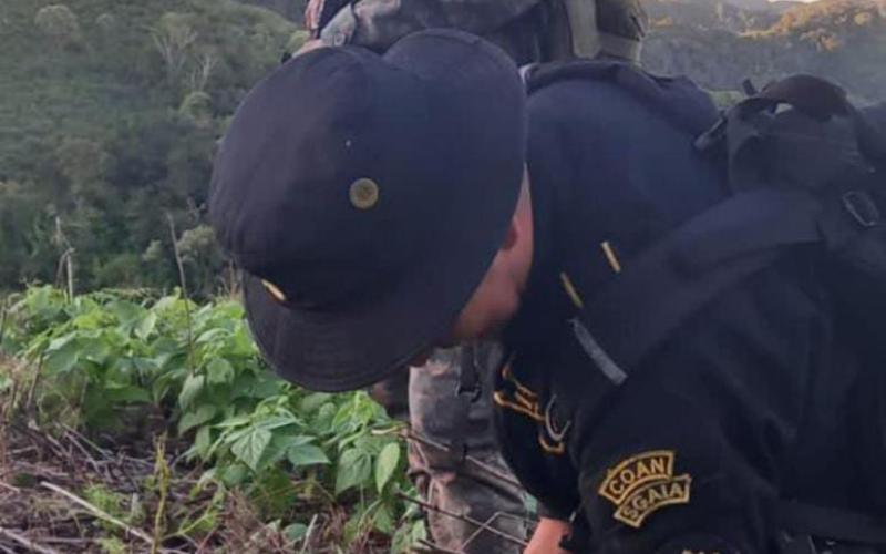 Erradican más de 8 mil matas de marihuana en Petén 