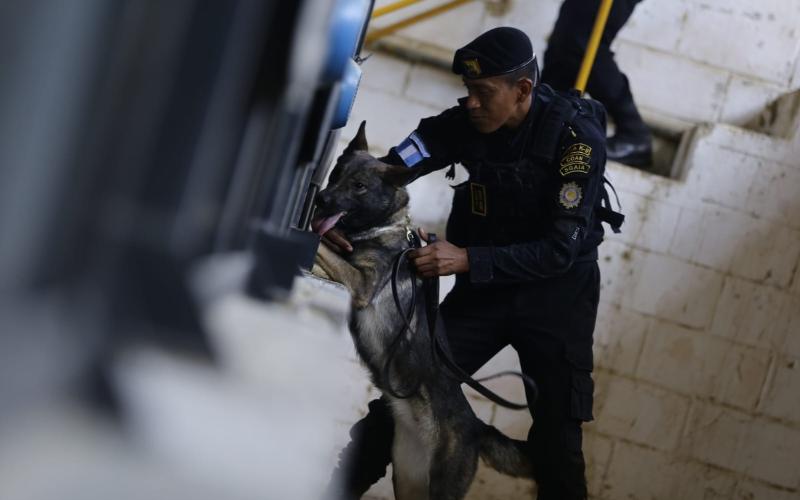 Más de 15 perros K-9 están listos para detección de ilícitos