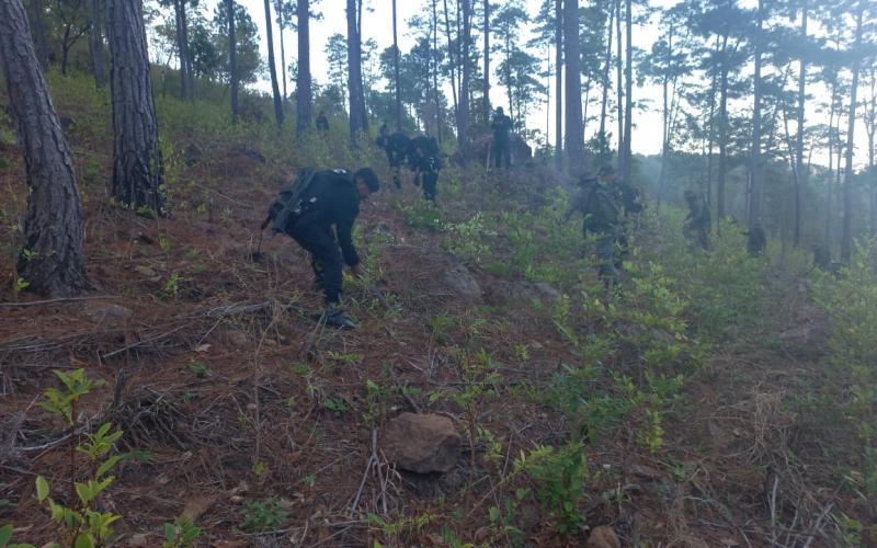 Erradican arbustos de hoja de coca valorados en Q2.2 millones