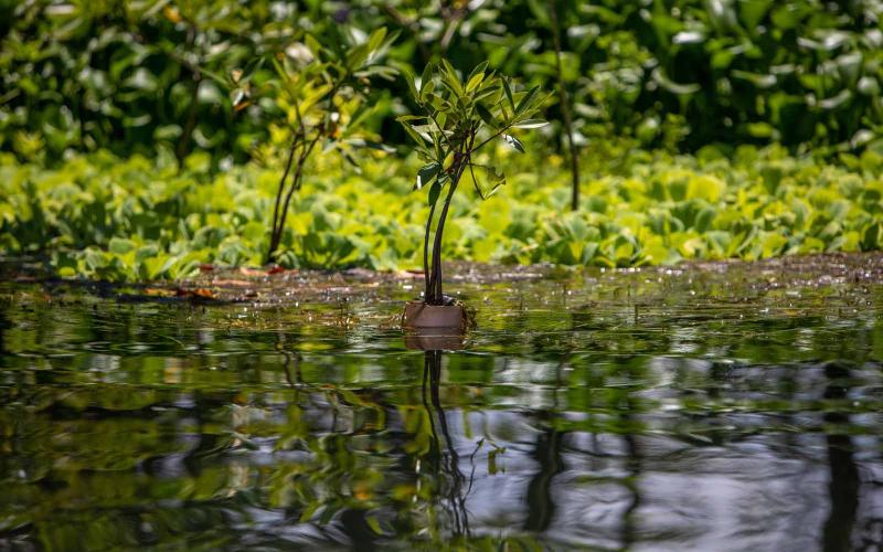 Los once servicios ecosistémicos vitales que proveen los humedales