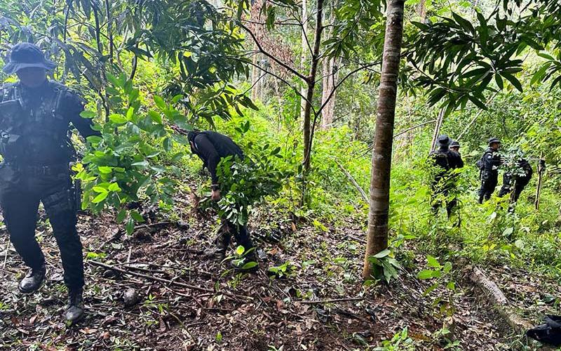 Erradican plantación de arbustos de hoja de coca en Alta Verapaz