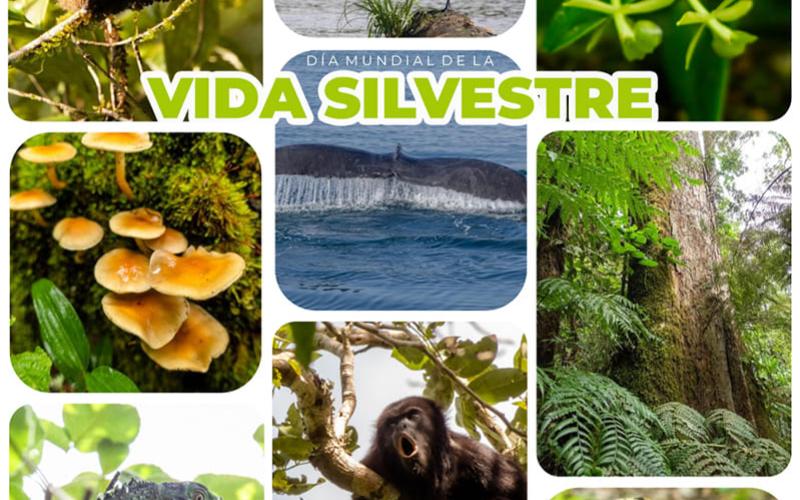 Vida silvestre