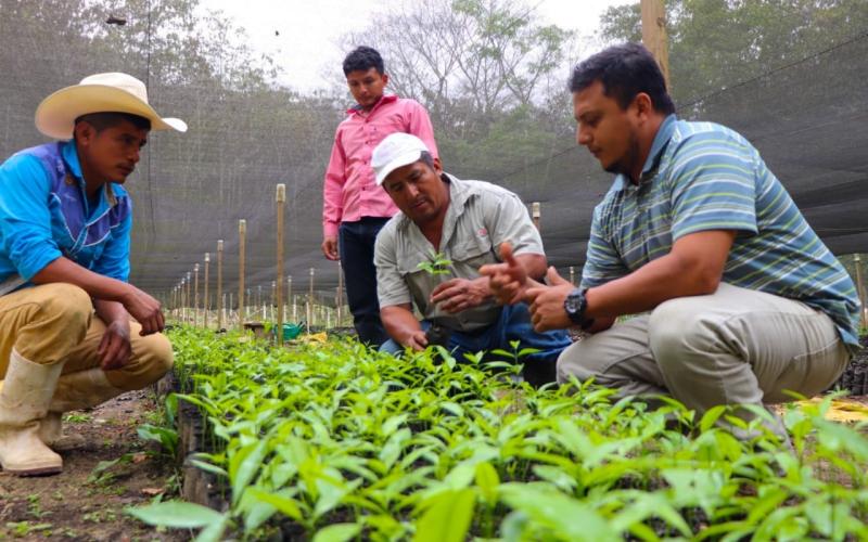 MAGA en Petén inicia producción de 500 mil plantas forestales 