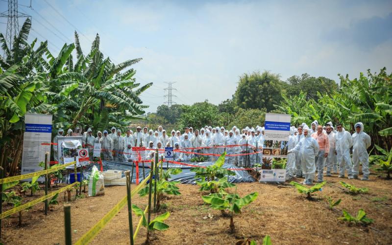 Mejoran capacidades para prevenir hongo que afecta al banano y plátano