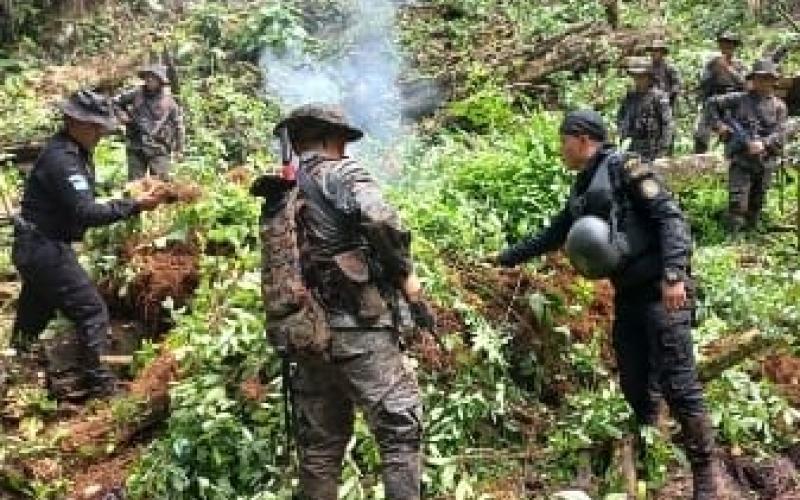 Erradican arbustos de hoja de coca valorados en Q5 millones