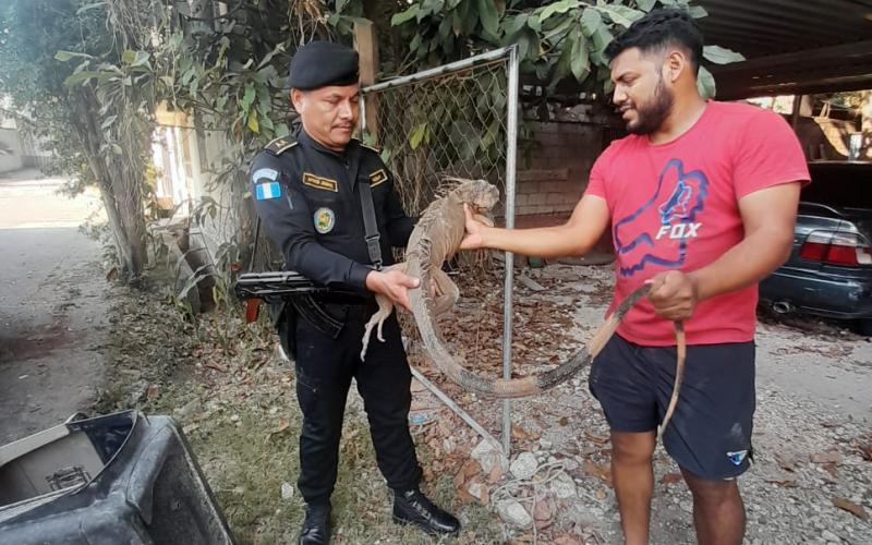 Diprona captura tres personas por tala ilegal y rescata animal de la vida silvestre