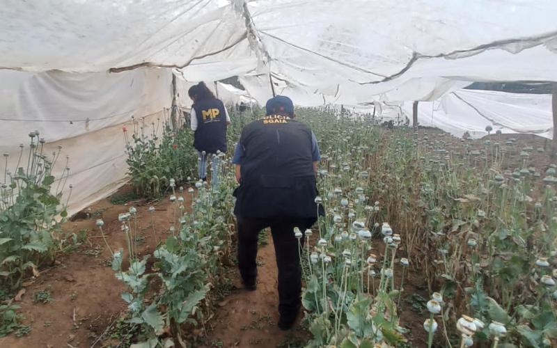 Erradican matas de amapola en San Juan Sacatepéquez