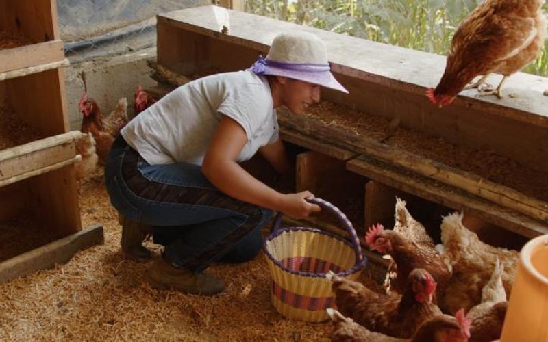 Joven mujer se convierte en exitosa productora de gallinas ponedoras
