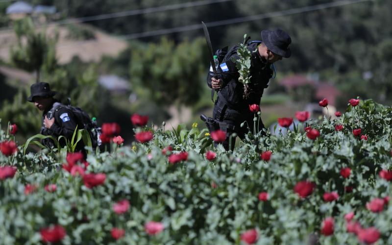 Incautaciones al narcotráfico suman más de Q1 mil 210 millones en tres meses