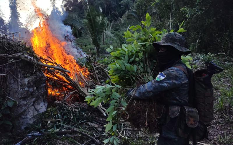 Ejército de Guatemala erradicó 1,001,402 arbustos de hoja de coca en Petén.