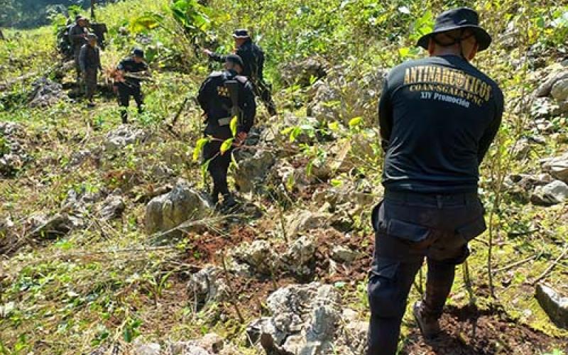 Erradican plantaciones ilícitas en Totonicapán, Izabal y Petén 