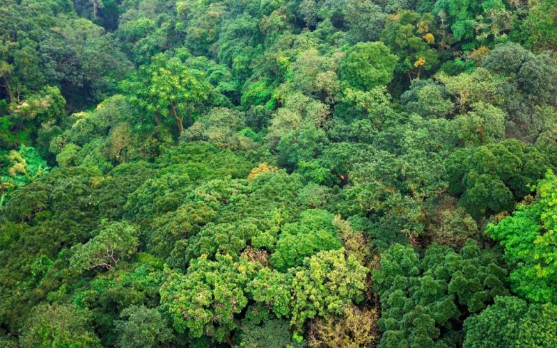 El objetivo general es contribuir a reducir la tasa de deforestación y las emisiones del CO2e. 