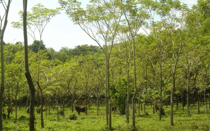 MINFIN realiza primer pago de Incentivos Forestales