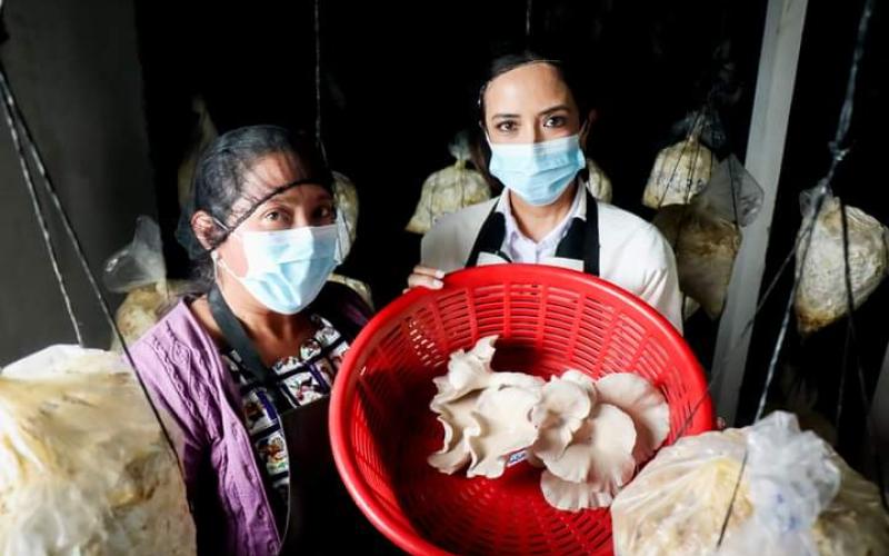 Mujeres productoras de hongos en Totonicapán son motivadas a financiar su emprendimiento