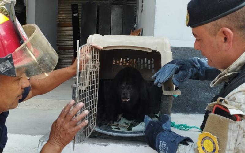 Diprona continúa con el rescate de especies de la vida silvestre en el país