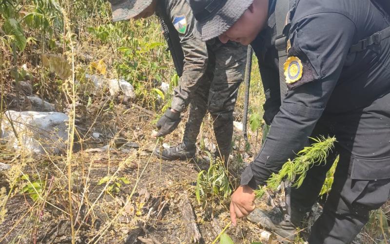 Erradican matas de marihuana valoradas en Q3 millones