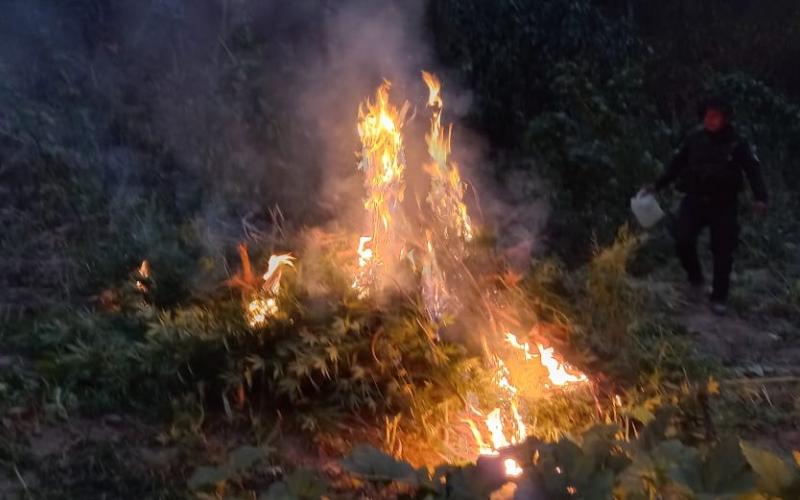 Erradican marihuana valorada en más de Q2 millones