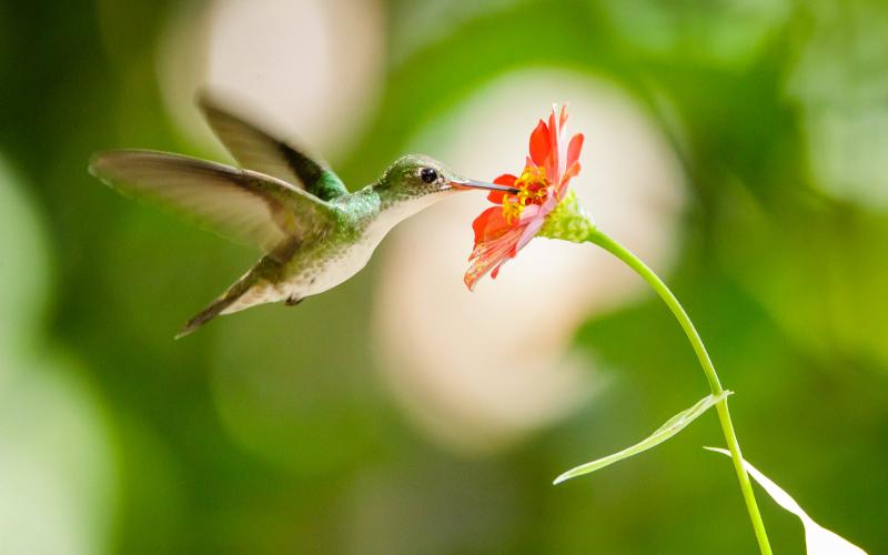 diversidad biológica