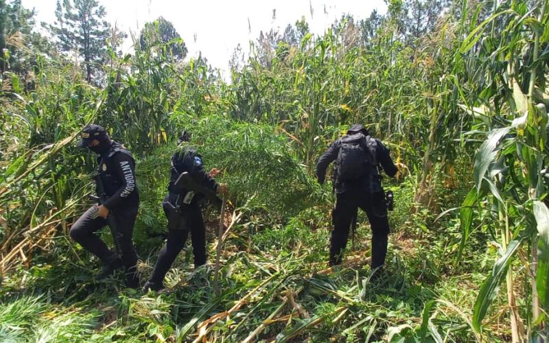Erradican marihuana valorada en más de Q36 millones