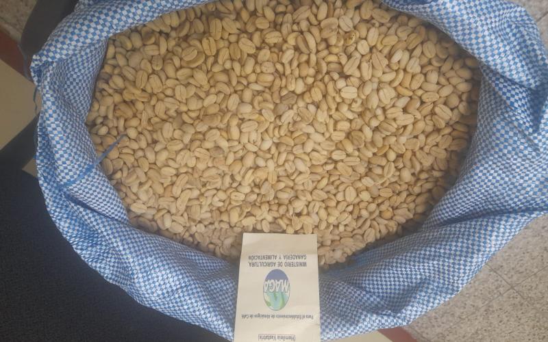 MAGA entrega semilla certificada tolerante a la roya