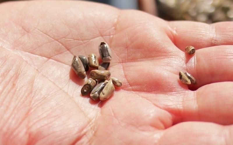 CONAP maíz silvestre