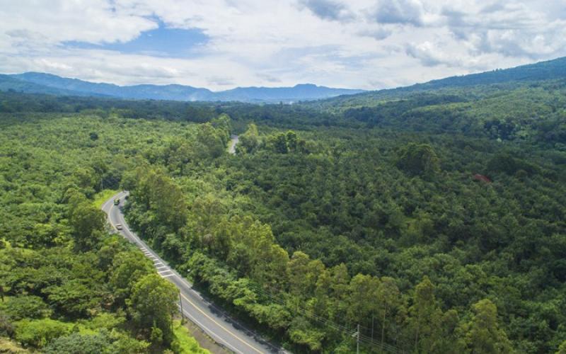 programas agroforestales