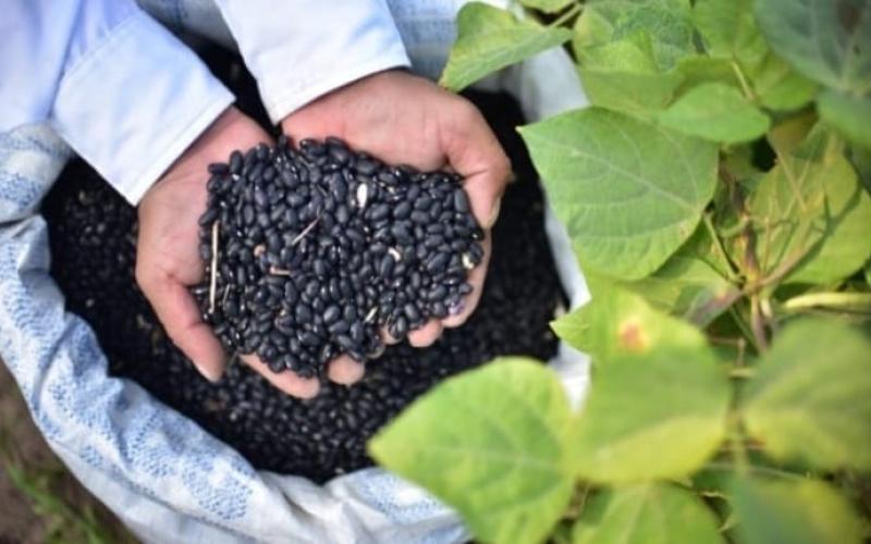 Ministro llama a fortalecer al sector agropecuario para afrontar retos de seguridad alimentaria 