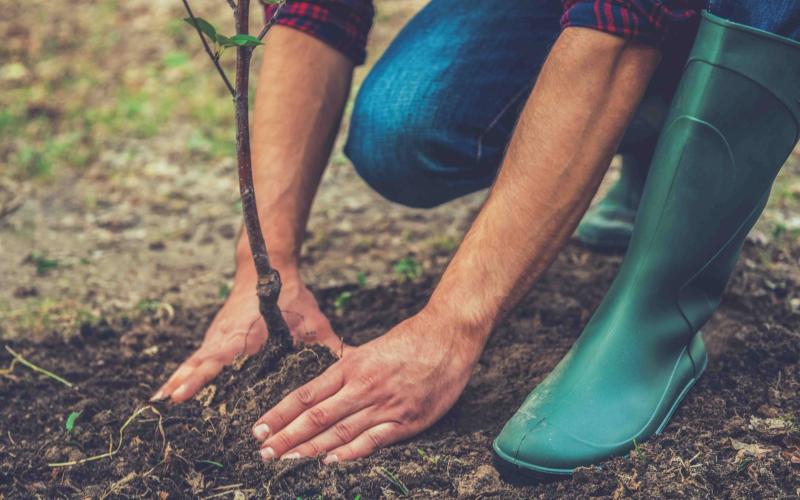 Minfin realiza séptimo desembolso en programa de incentivos forestales
