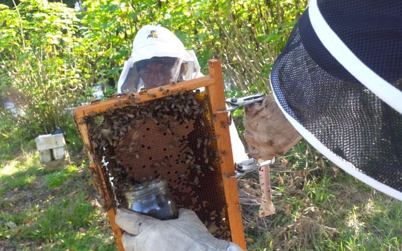 Guatemala busa incrementar la producción de miel 