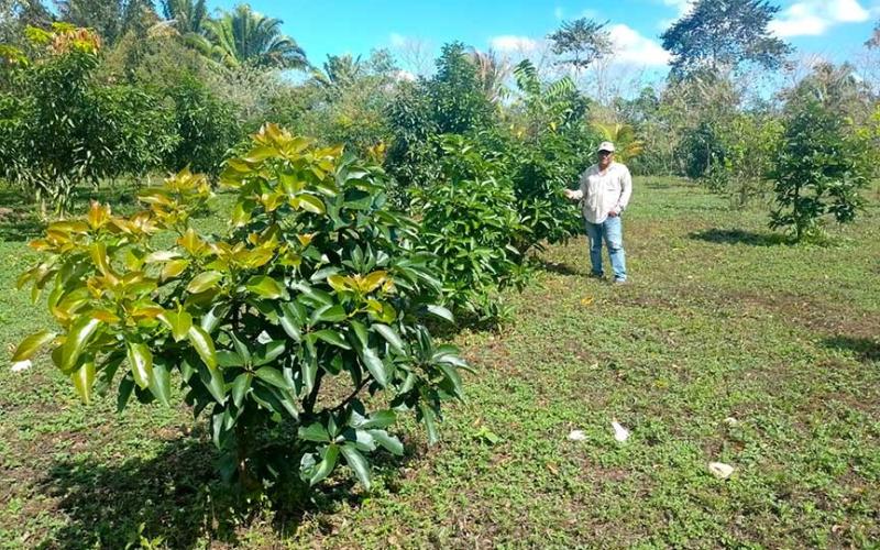 Brindan asistencia a productores de aguacate