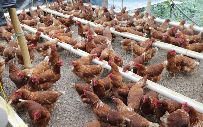 Fortalecen medidas contra la influenza aviar