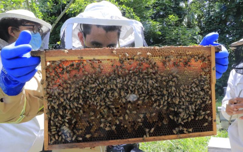 Guatemala busca incrementar la producción de miel
