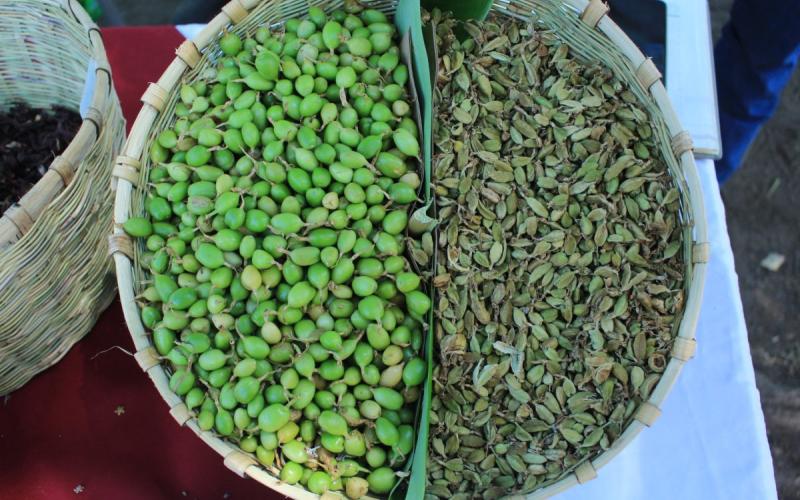 Guatemala es líder en exportación de cardamomo a nivel mundial