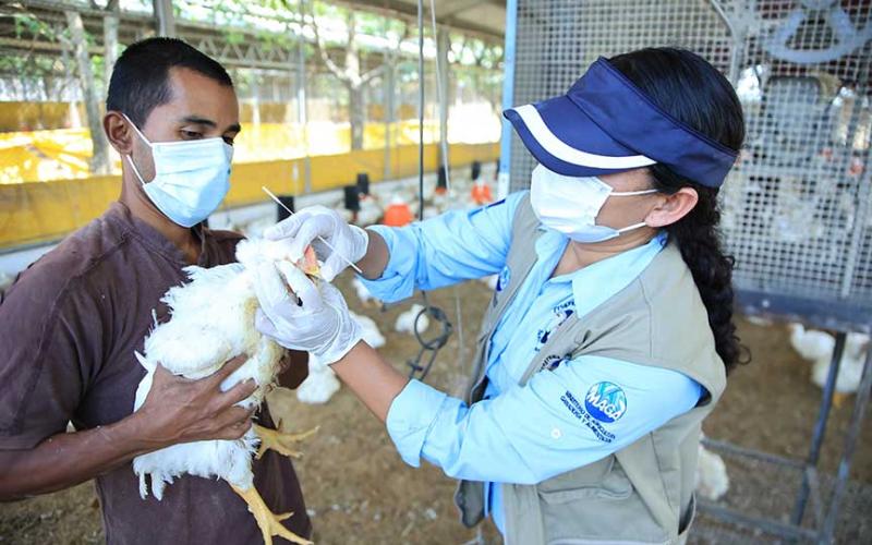 Reforzamos vigilancia de aves en Suchitepéquez