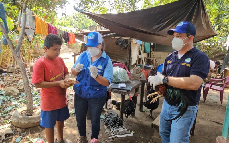 Optimizan vigilancia sanitaria avícola de Suchitepéquez 